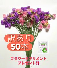 【訳あり】SDGs ロスフラワー 発送日に収穫 超新鮮 最速即日発送 花 生花 切り花 花束 産地直送 スイートピー 50本 ※保水有 フラワー サプリメント ガーデニング インテリア 春の花 新春 切花