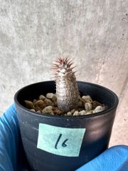 【現品限り】パキポディウム・グラキリス【A16】 Pachypodium gracilius【植物】塊根植物 夏型 コーデックス