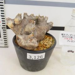 3126 「塊根植物」パキポディウム ブレビカリックス 植え【発根未確認・Pachypodium brevicalyx・購入でパキプス種子プレゼント】