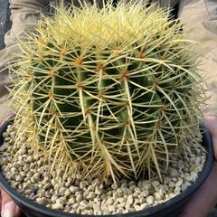 【鉢ごと発送】【送料込】 サボテンの王様！金色サボテン / 金鯱（キンシャチ） 7寸 平鉢21号 / 【現品】25-7-5-03