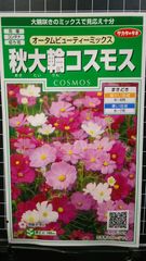 秋 大輪 コスモス 秋桜 オータムビューティ 種 郵便 ３袋セット