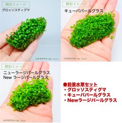 前景水草セット（各１袋）（組織培養）グロッソスティグマ／Newラージパールグラス／キューバパールグラス