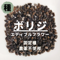 【種】ボリジ（エディブルフラワー用）　農薬不使用　10粒