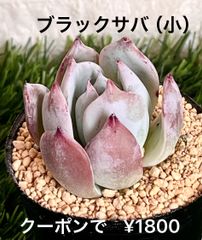 ブラックサバス（小）多肉植物 多肉 エケベリア 人気