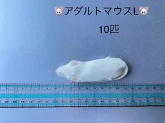 2024年最新】冷凍マウス アダルトlの人気アイテム - メルカリ