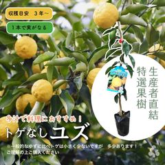 トゲなし柚子（ゆず）