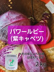 【年により品種変わります】　紫キャベツ