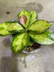 ホヤ・オーストラリス　4号　稀少　現品限り　ネガミエル　インテリア　グリーン　観葉植物　　ワックスバイン　ワックスフラワー