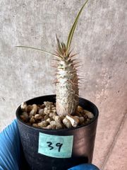 【現品限り】パキポディウム・グラキリス【A39】 Pachypodium gracilius【植物】塊根植物 夏型 コーデックス