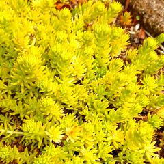 【ルビーネックレス】多肉植物セダム　ゴールドビューティ30カット【育成説明書】
