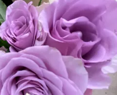 福袋 セール 古澤蓮様」 切り花品種バラ苗Pink'n Pret♡ Rose 花