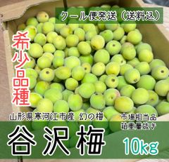 クール便【幻の梅】山形県寒河江市産 谷沢梅 箱抜き 10kg 中熟 青梅 市場相当品