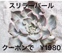 スリラーパール 発根済 多肉植物 多肉 韓国苗 バンプ 人気