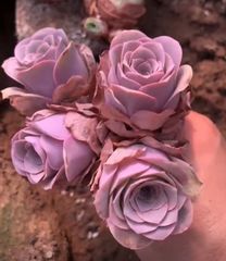 抜き苗✨レア♥️蜜桃プリン✕Prodidity✨ 抜き苗✨レア♥️蜜桃プリン✕Prodidity✨ 観葉植物
