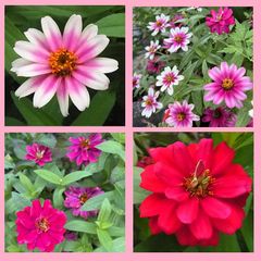 ジニアMIX　種30粒　花の種