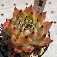 コタロウ　多肉植物　エケベリア　韓国苗