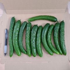 訳ありきゅうり♪700g