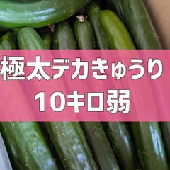 終了目前‼️最終価格‼️10kg弱！極太デカきゅうり！　野菜ソムリエサミット銀賞受賞　農家直送　減農薬　有機肥料　きゅうり　訳あり　規格外　10kg 10キロ　産地直送