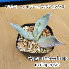 【抜き苗発送】アガベ　シュリベイマタペンシス　Agave shrevei ssp. matapensis　2025.4.11Asm1