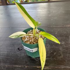 【美しい斑入り葉】　フィロデンドロン　ドメスティカム　斑入り　philodendron domesticum variegated