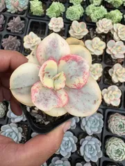 専用‼︎多肉植物^o^  大きめスヨンカット苗セット 多肉植物 カット苗セット - メルカリ