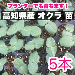 5本 オクラ 苗 野菜 即購入OK  skt
