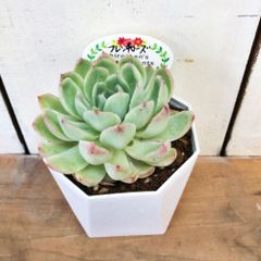 多肉植物エケベリア　フレンチローズ3.5号