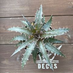Dyckia hybrid seedling ディッキア ハイブリッド 国内実生