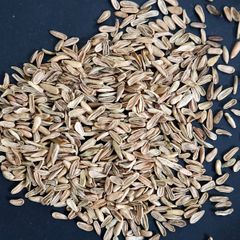 ミズホチカラ無農薬種籾30g - メルカリ