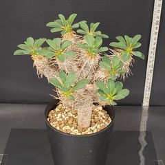 J698【自社養生株】ユーフォルビア　ギラウミニアナ（現地球・発根株・鉢植え）【塊根植物】