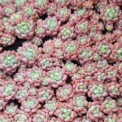☆氷の花☆群生　多肉植物