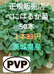 ファッション通販サイト 紅はるか苗☆ウイルスフリー 500本 4月中旬