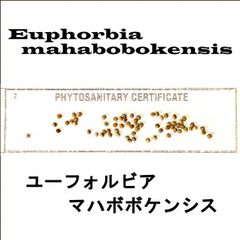 6月入荷 5粒 ユーフォルビア マハボボケンシス 種子 種 証明書