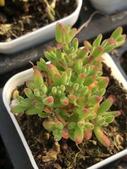 新入荷　多肉植物　キラキラ　ドロサンテマム　little fox  抜き苗　1株