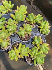 抜き苗 キンゼン双頭 MY76×18株 ふっくら 多肉植物 エケベリア サボテン 韓国苗 新入荷