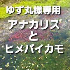 ゆず丸様専用　クールで発送　アナカリスとヒメバイカモ