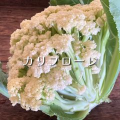 【クール便送料込み】富山県産 カリフローレ 1kg