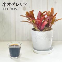 母の日 観葉植物 ネオレゲリア 5号 白薔薇陶器鉢 受皿付 水苔 鉢植え 人気 おしゃれ 鉢植え お祝い 誕生日 インテリア リビング 送料無料 [白4]