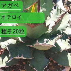 【種子】アガべ オテロイ　Agave oteroi 種子20粒