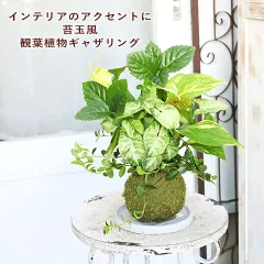 2023年最新】ギャザリング 寄せ植えの人気アイテム - メルカリ