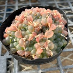 多肉植物　大和美尼　抜き苗　エケベリア 大和美尼（やまとみに）