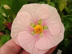 ピンクムーン アブチロン 大輪コンパクト種 花の館オリジナル品種