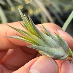 みわちゃん　カクタス　スケルトン　パーチ　細めNo.118特大No.208 ご注文品 | plants MARU ー 多肉植物・サボテン・園芸グッズのお