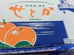 愛知　伊良湖産　せとか3ｋｇｘ1ケース