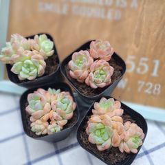 ☆デイドリーム☆美苗　多肉植物