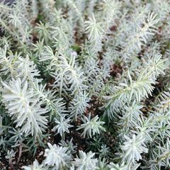 多肉植物 セダム レフレクサム シルバーペット カット苗 グランド