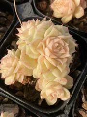 新入荷　多肉植物　エケベリア　マルガンローズ　4-5cm 抜き苗　1株