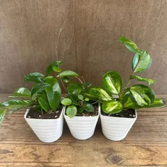 ホヤ　3種セット　パーフェクトグリーン、マチルダ、オボバタ　斑入り　現品　 サクララン 桜蘭  Hoya サクララン 桜蘭 観葉植物 観葉 植物 珍奇植物  つる性植物 つる性 ハンギング 吊るす 吊り下げ