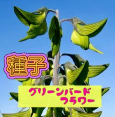ブリガミア インシグニス 『アルラ/ハワイアンパーム』〈レア・稀少〉 ブリガミア インシグニス 『アルラ/ハワイアンパーム』〈レア