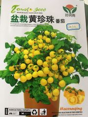 ミニトマト　盆栽黄珍珠 圣女果 小番茄 種15粒